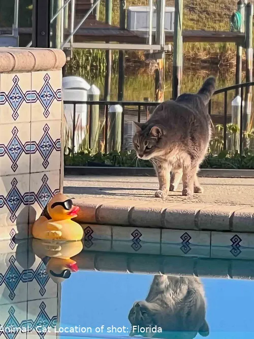 The Comedy Pet Photography Awards 2024 Diann Johnson West Palm Beach United States Title: Pool Friends Description: Our cat Grey making a new friend in the pool. Animal: Cat Location of shot: Florida