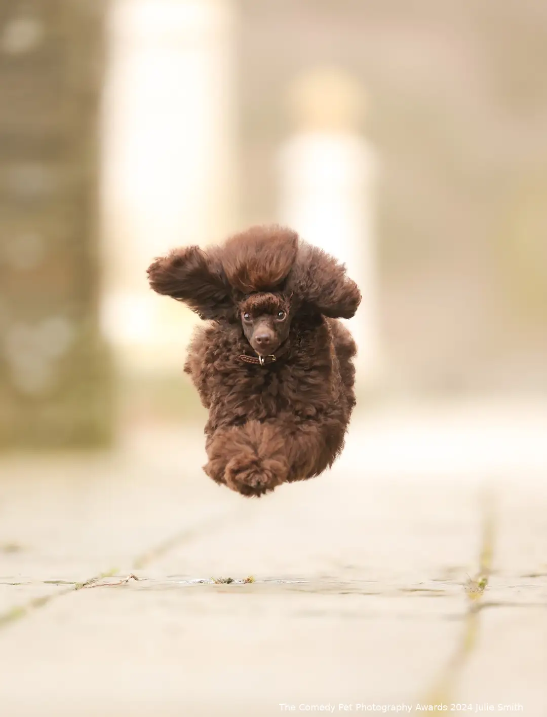The Comedy Pet Photography Awards 2024 Julie Smith
