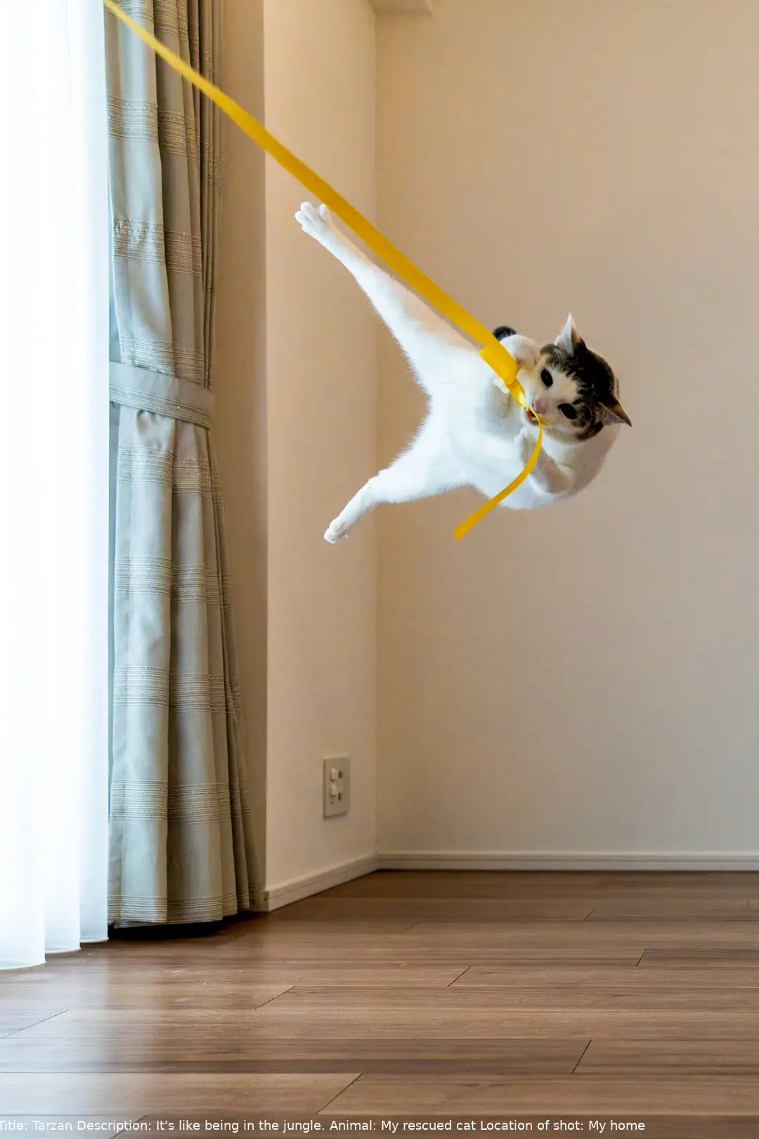 The Comedy Pet Photography Awards 2024 Kazutoshi Ono Miyagi Sendai Japan Title: Tarzan Description: It's like being in the jungle. Animal: My rescued cat Location of shot: My home