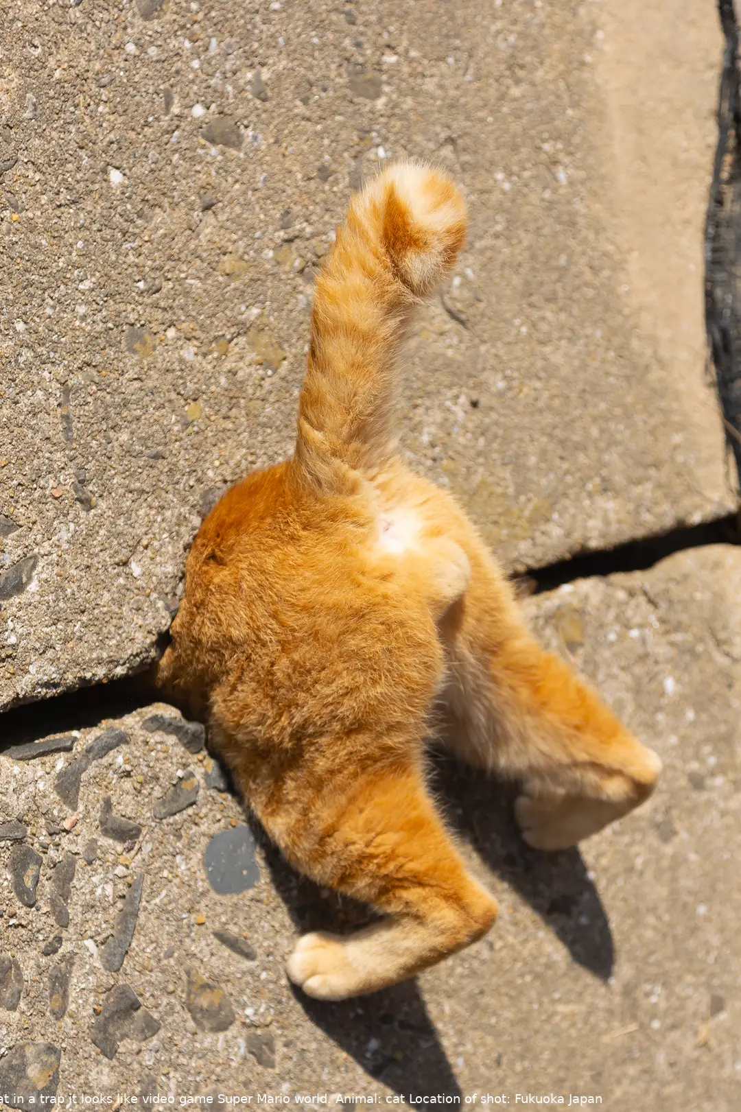 The Comedy Pet Photography Awards 2024 Kenichi Morinaga Fukuoka Japan Title: Cat in a trap. Like a Super Mario. Description: Cat in a trap it looks like video game Super Mario world. Animal: cat Location of shot: Fukuoka Japan