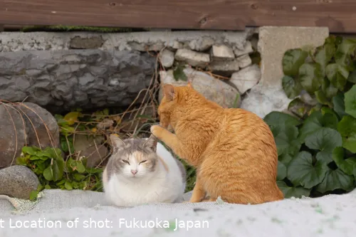 The Comedy Pet Photography Awards 2024 Kenichi Morinaga Fukuoka Japan Title: You didn't hear it from me Description: These cats are having secret talk about where do we fish in Island. Animal: cat Location of shot: Fukuoka Japan