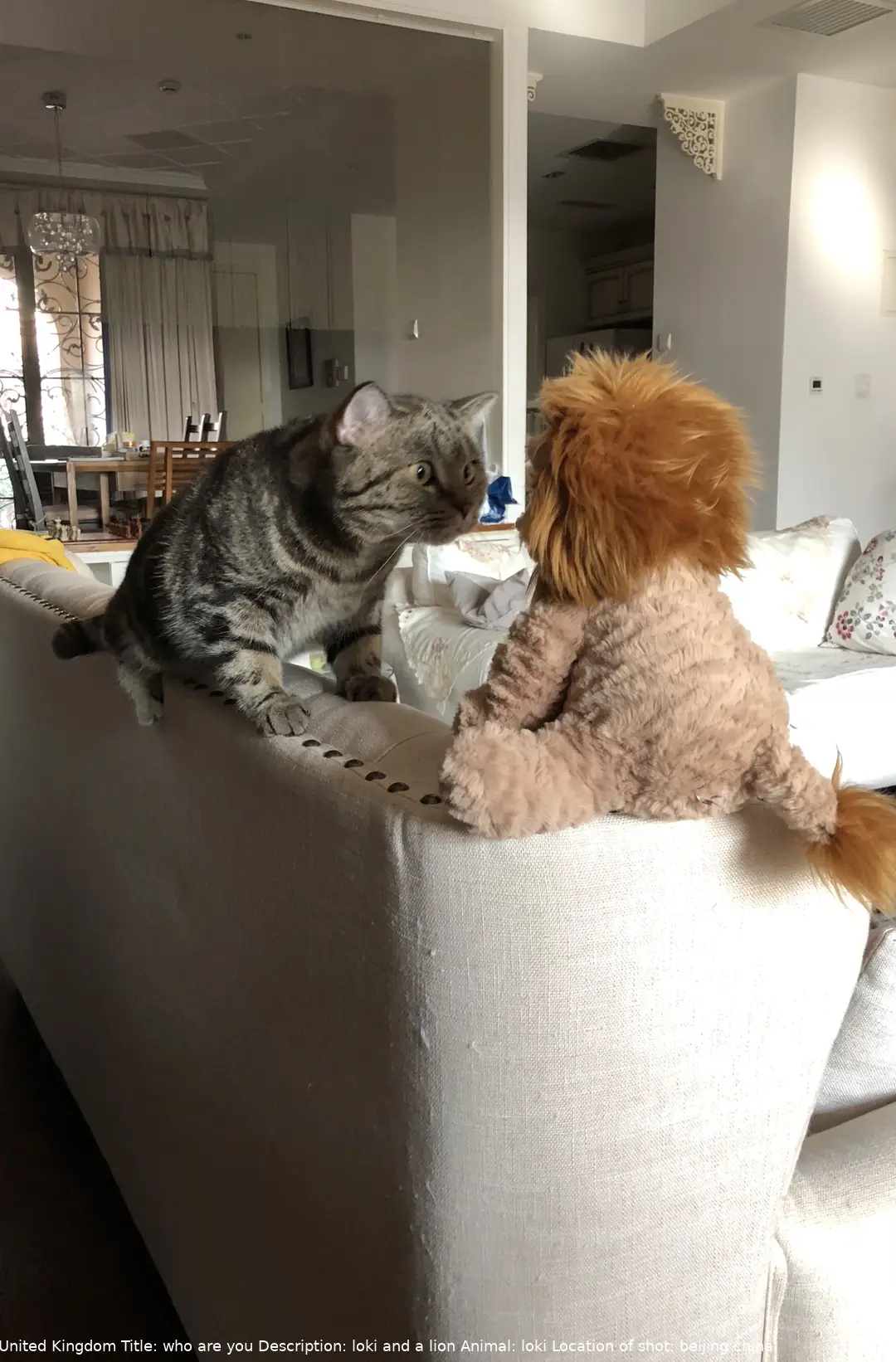 The Comedy Pet Photography Awards 2024 Silvia Jiang London United Kingdom Title: who are you Description: loki and a lion Animal: loki Location of shot: beijing china