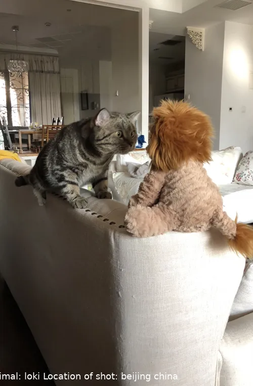 The Comedy Pet Photography Awards 2024 Silvia Jiang London United Kingdom Title: who are you Description: loki and a lion Animal: loki Location of shot: beijing china