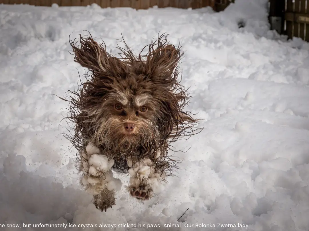 The Comedy Pet Photography Awards 2024 Tammo Zelle Stahlhofen Germany Title: It's fu.... cold! Description: Our dog had a lot of fun in the snow, but unfortunately ice crystals always stick to his paws. Animal: Our Bolonka Zwetna lady 