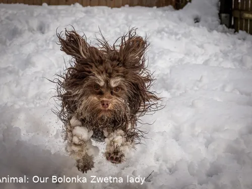 The Comedy Pet Photography Awards 2024 Tammo Zelle Stahlhofen Germany Title: It's fu.... cold! Description: Our dog had a lot of fun in the snow, but unfortunately ice crystals always stick to his paws. Animal: Our Bolonka Zwetna lady 