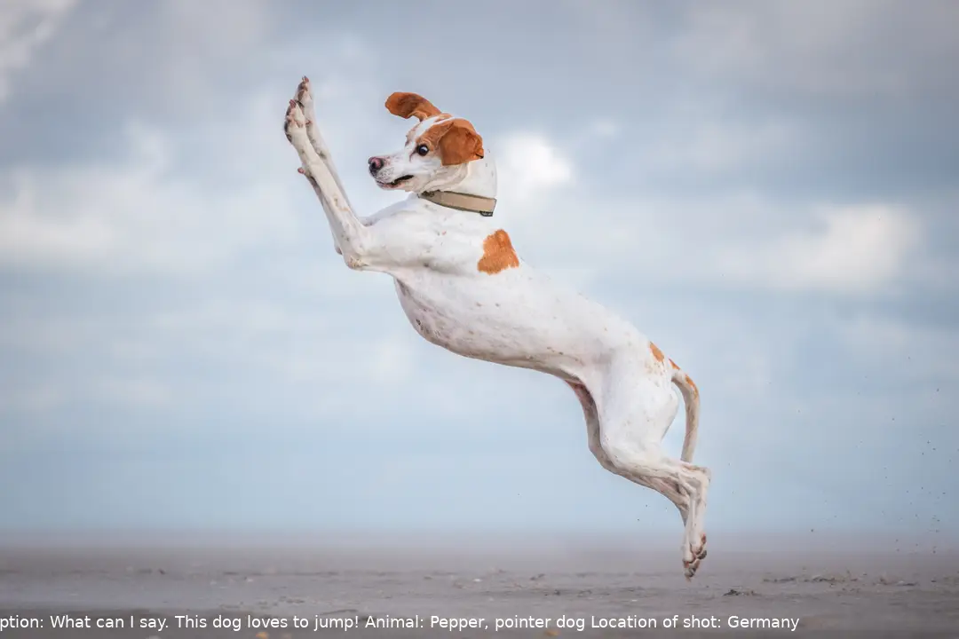 The Comedy Pet Photography Awards 2024 Vera Faupel Fritzlar Germany Title: Dancing queen Description: What can I say. This dog loves to jump! Animal: Pepper, pointer dog Location of shot: Germany