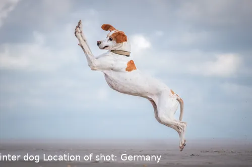 The Comedy Pet Photography Awards 2024 Vera Faupel Fritzlar Germany Title: Dancing queen Description: What can I say. This dog loves to jump! Animal: Pepper, pointer dog Location of shot: Germany