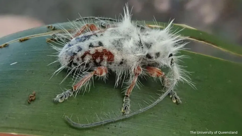 boktor