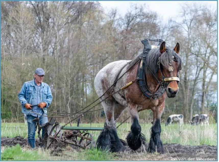 trekpaard ton van der weerden