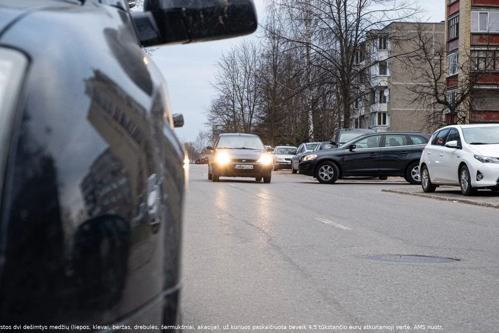 topoliu g ams nuot large