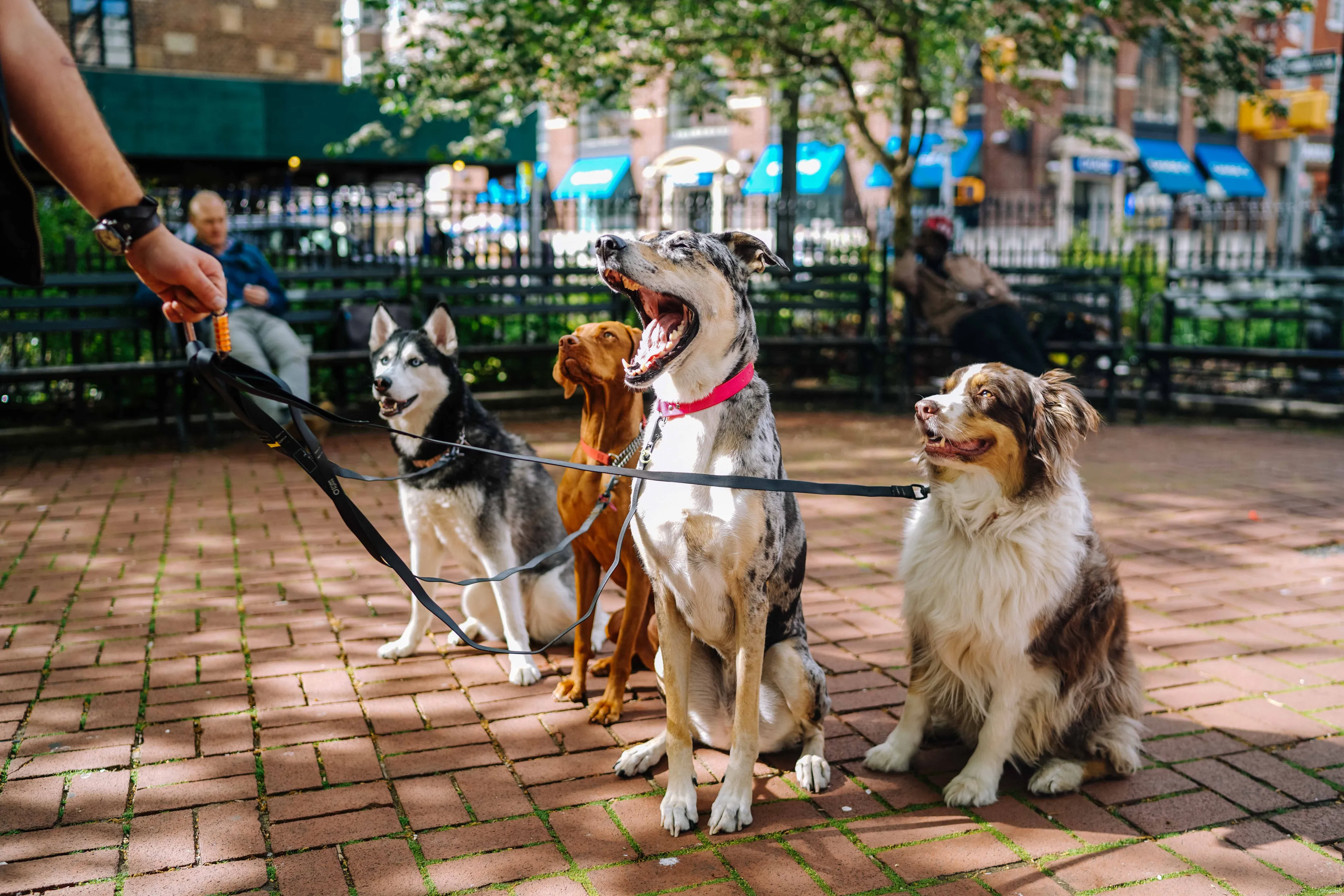 honden