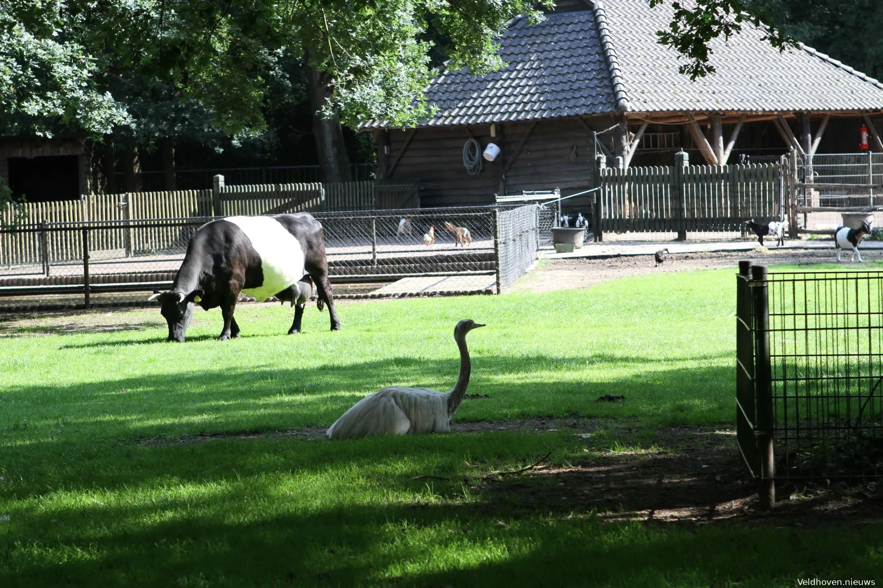 kinderboerderij dieren