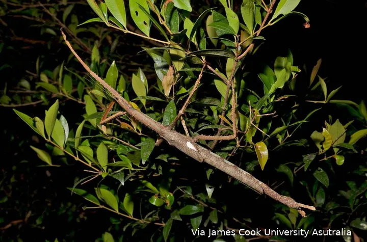 Niets aan de hand toch, gewoon een takje