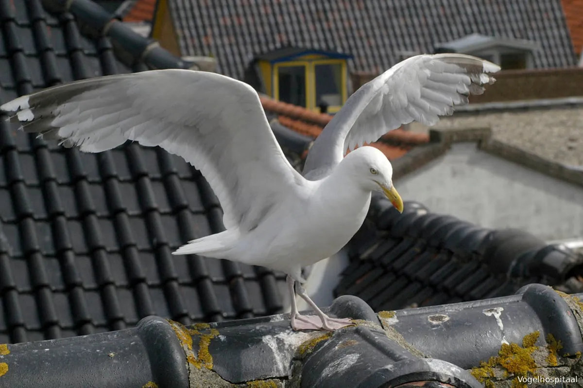 zilvermeeuw foto menno sabel vogelhospitaal haarlem eo 3 kopieren