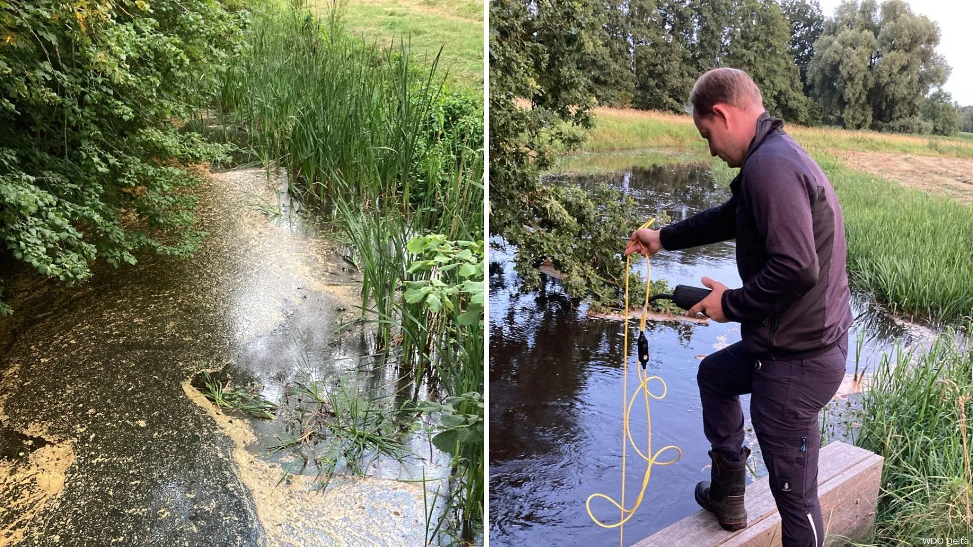 zuurstofarm water bij dickninghe wdodelta