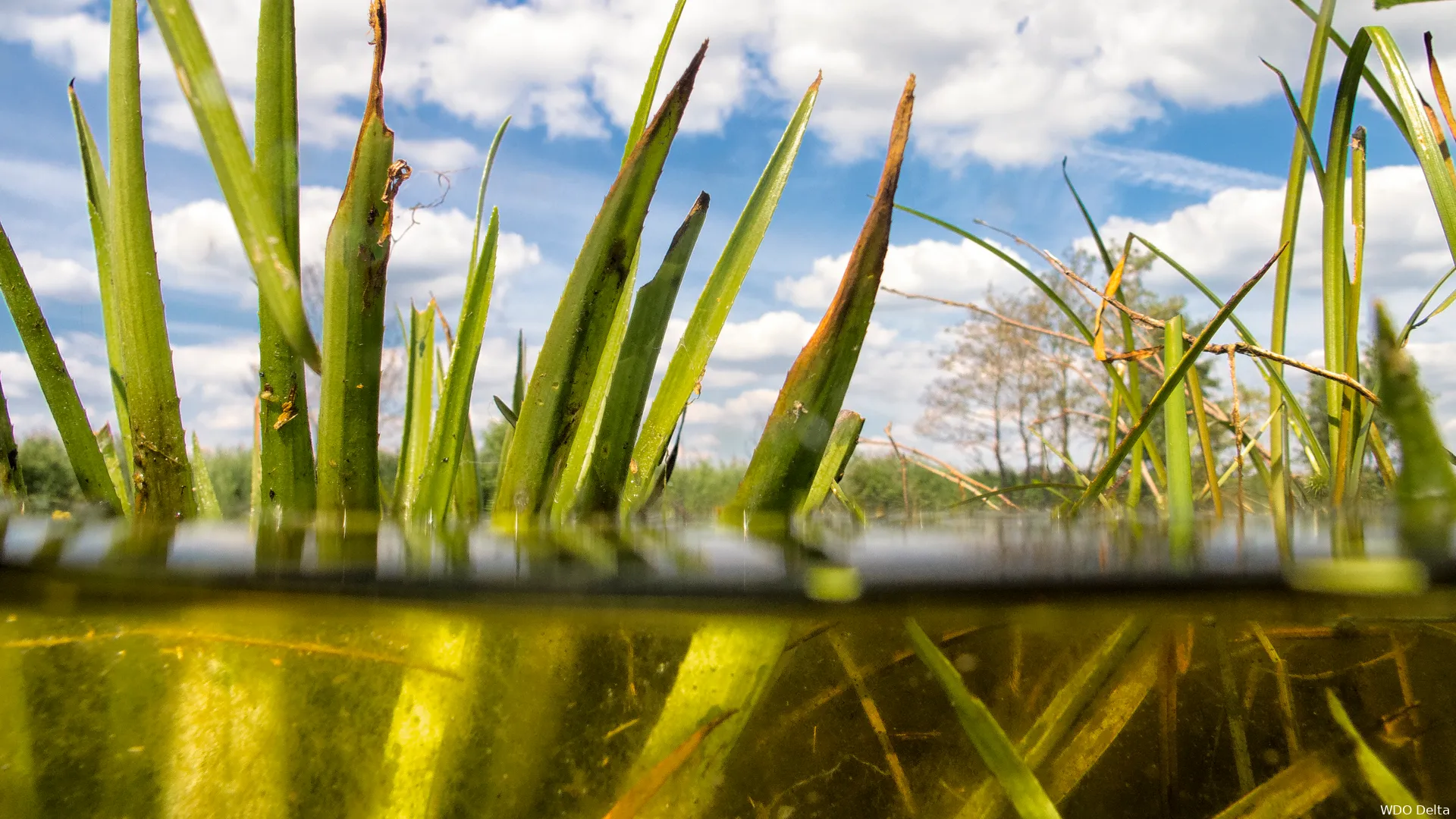 waterplanten in waterlijn