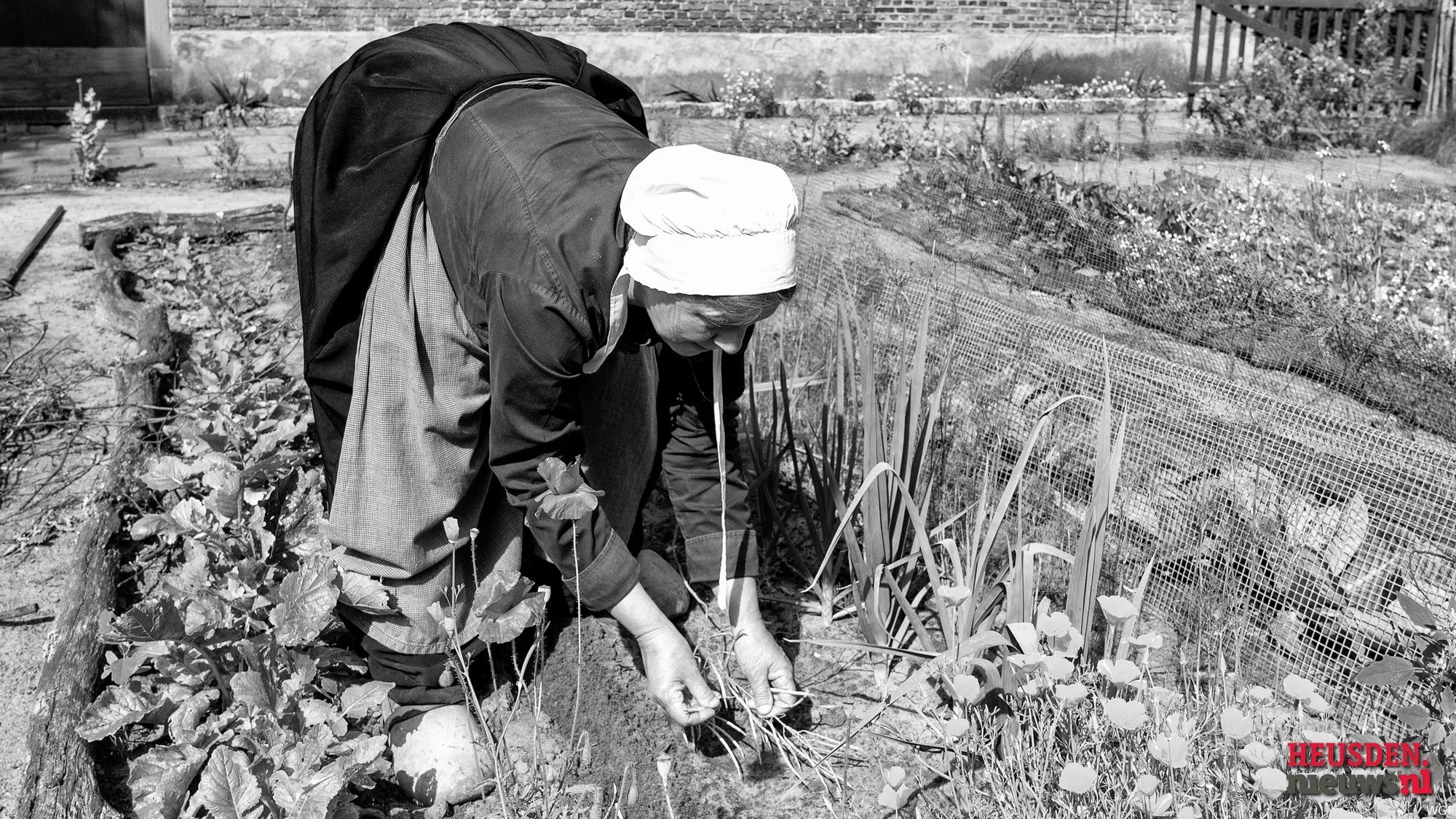 wgz 7137 zaaien 2024 wil gulpen fotografie