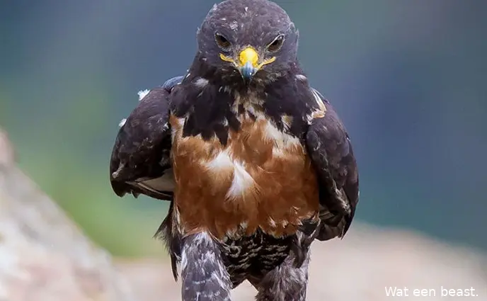 hawkphotoshop