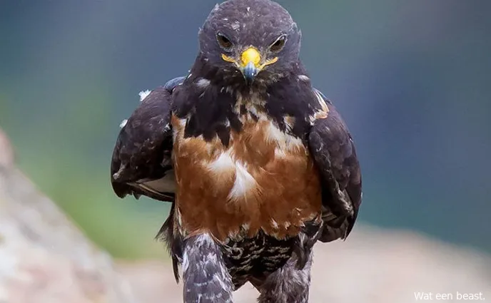 hawkphotoshop