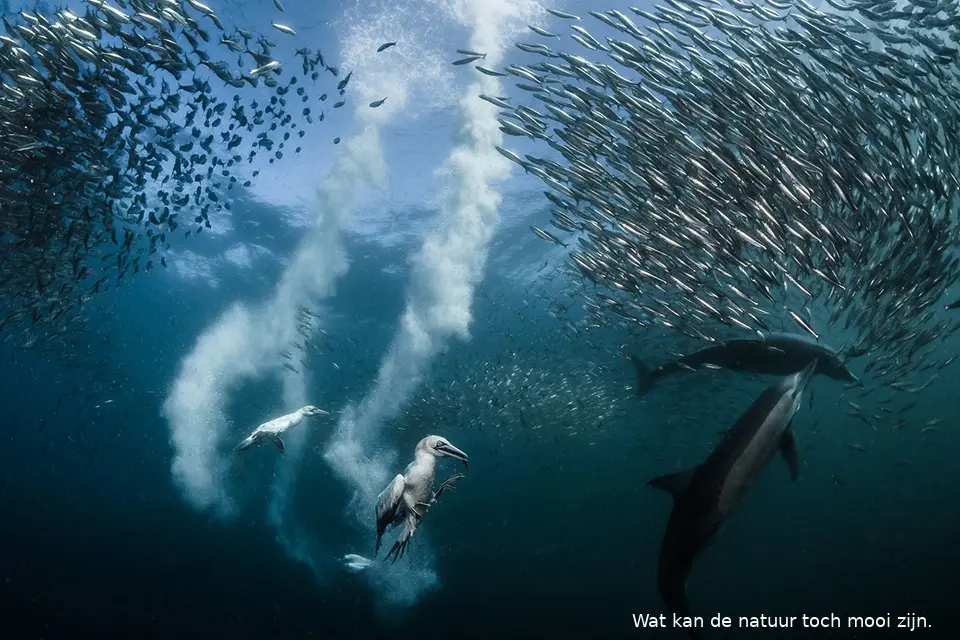 national geographic nature photography awards 2016 01