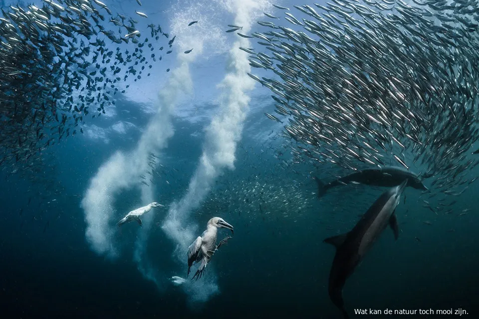 national geographic nature photography awards 2016 01