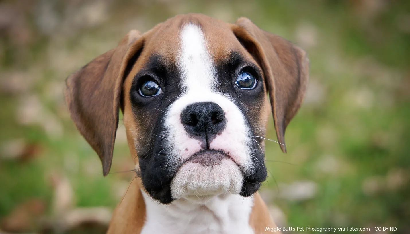 wiggle butts pet photography via fotercom cc by nd