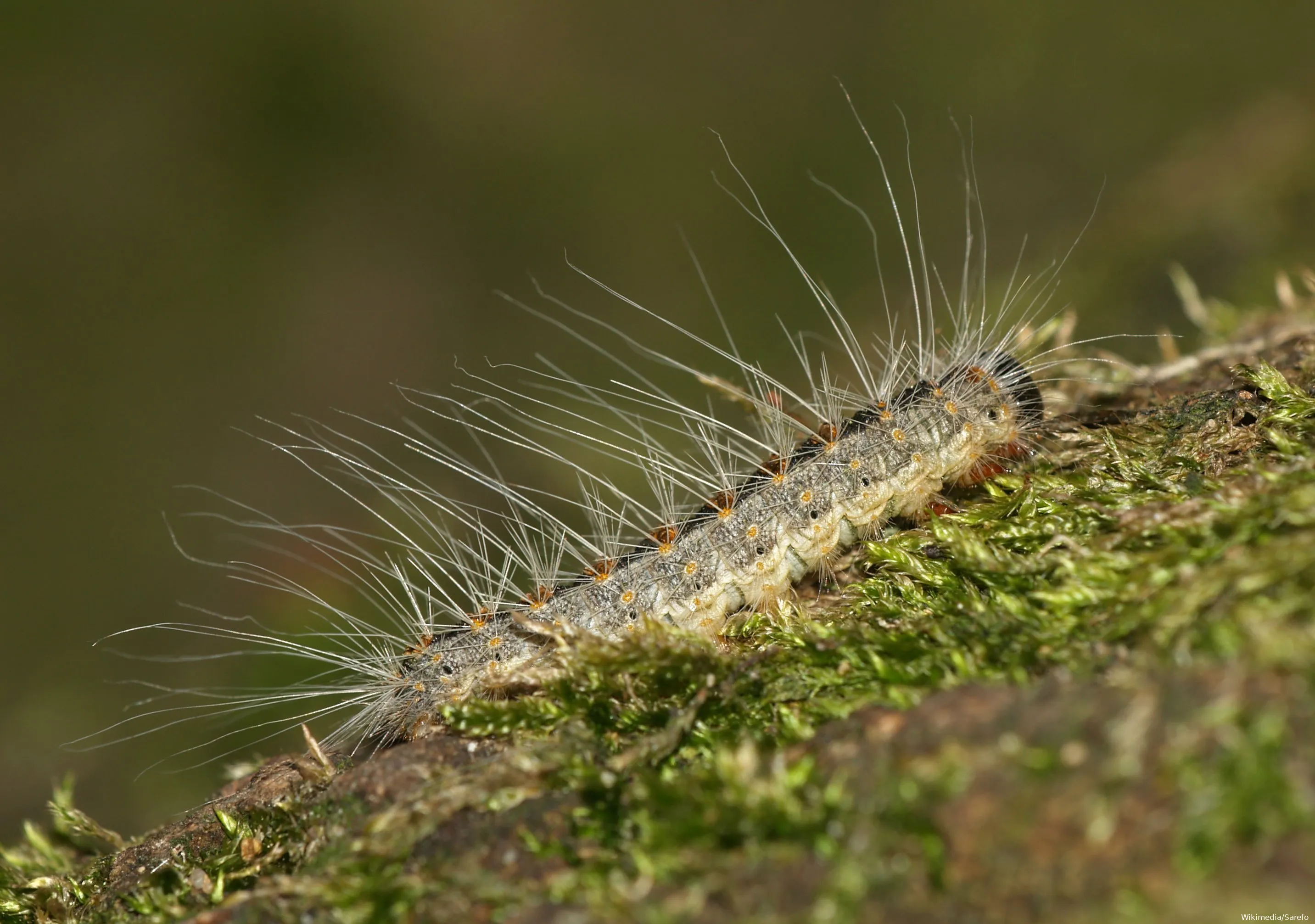 thaumatopoeiaprocessioneacaterpillar