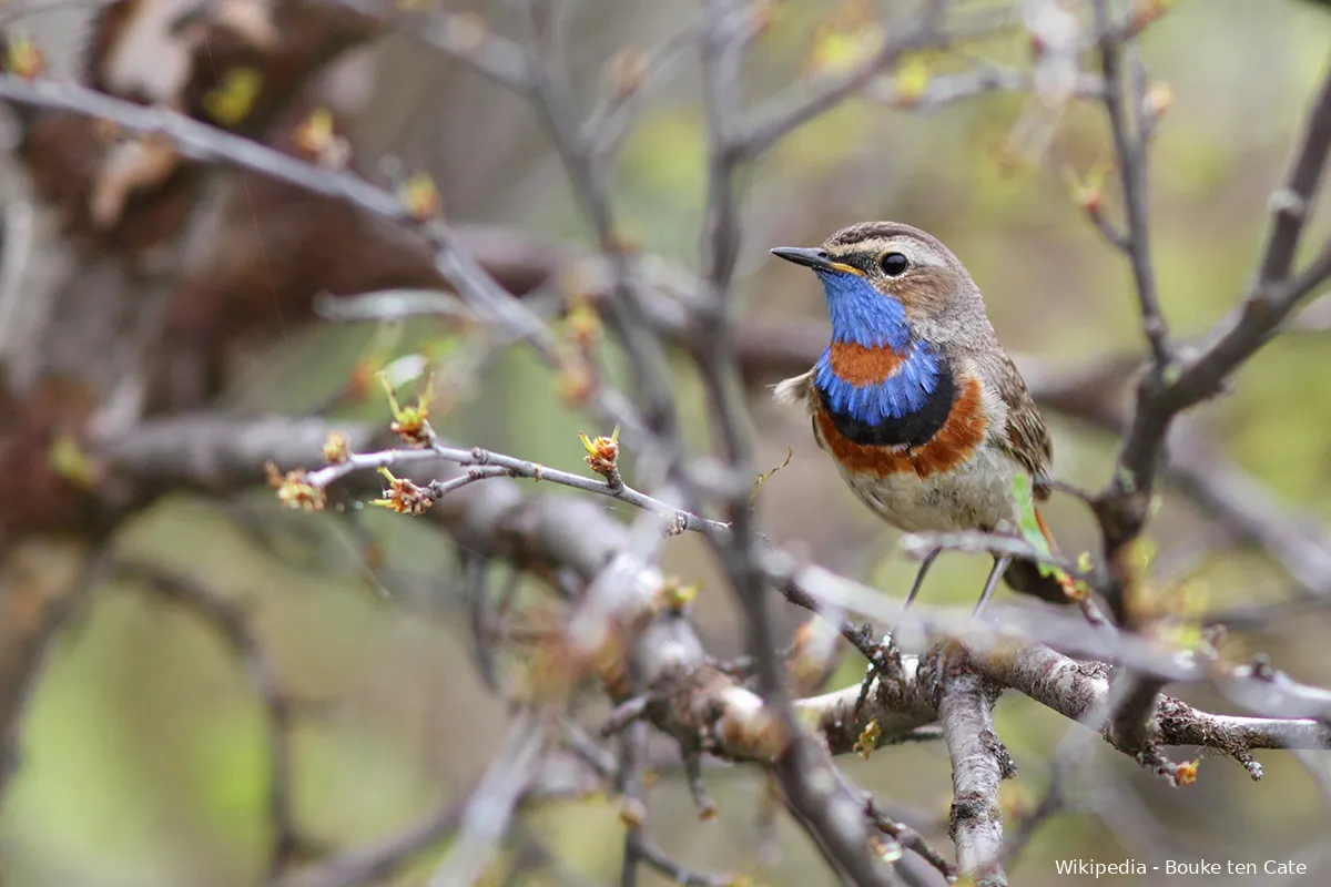 red spotted bluethroat luscinia svecica 02