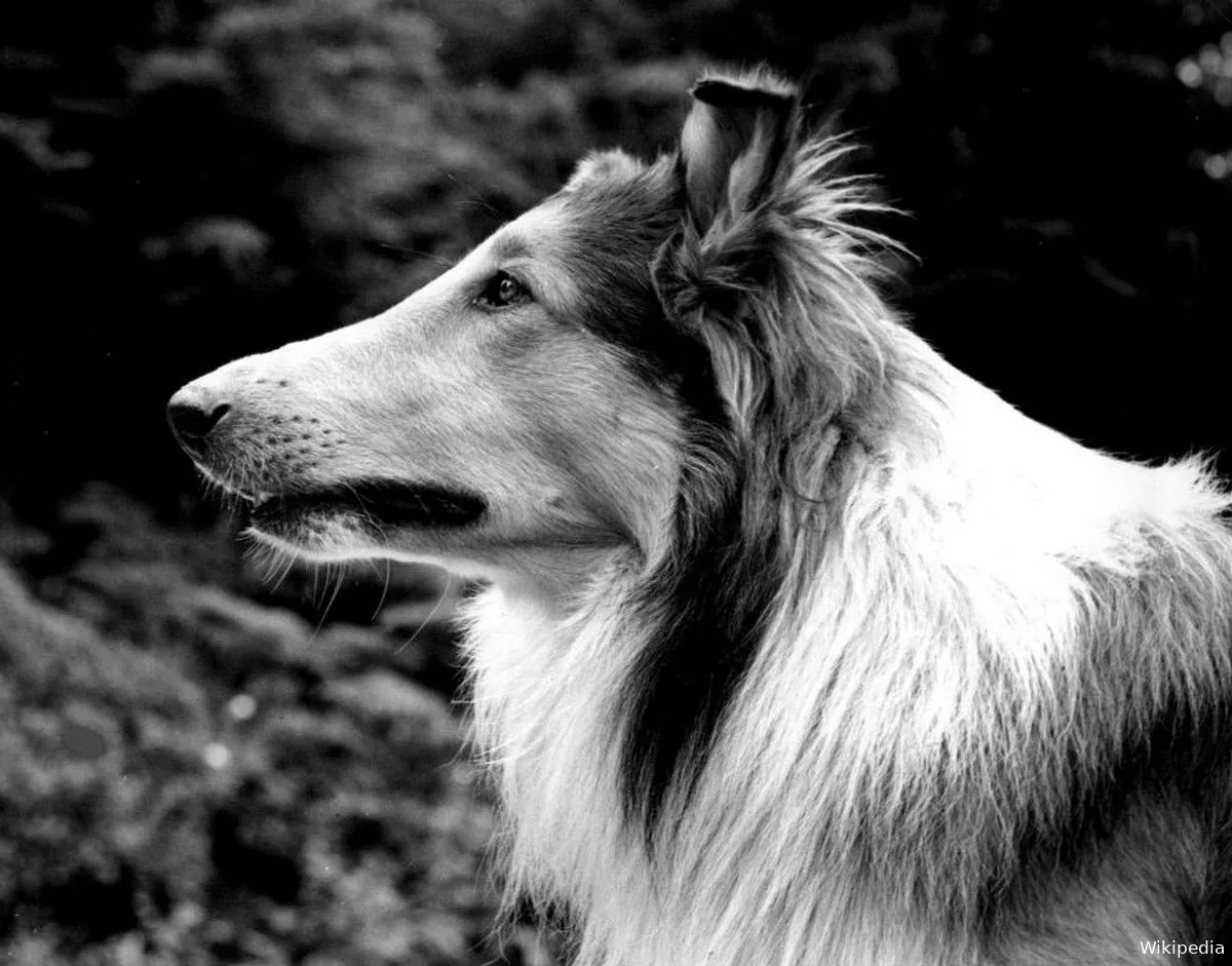 Pal, de ideale 'Lassie’ (foto: Wikipedia)