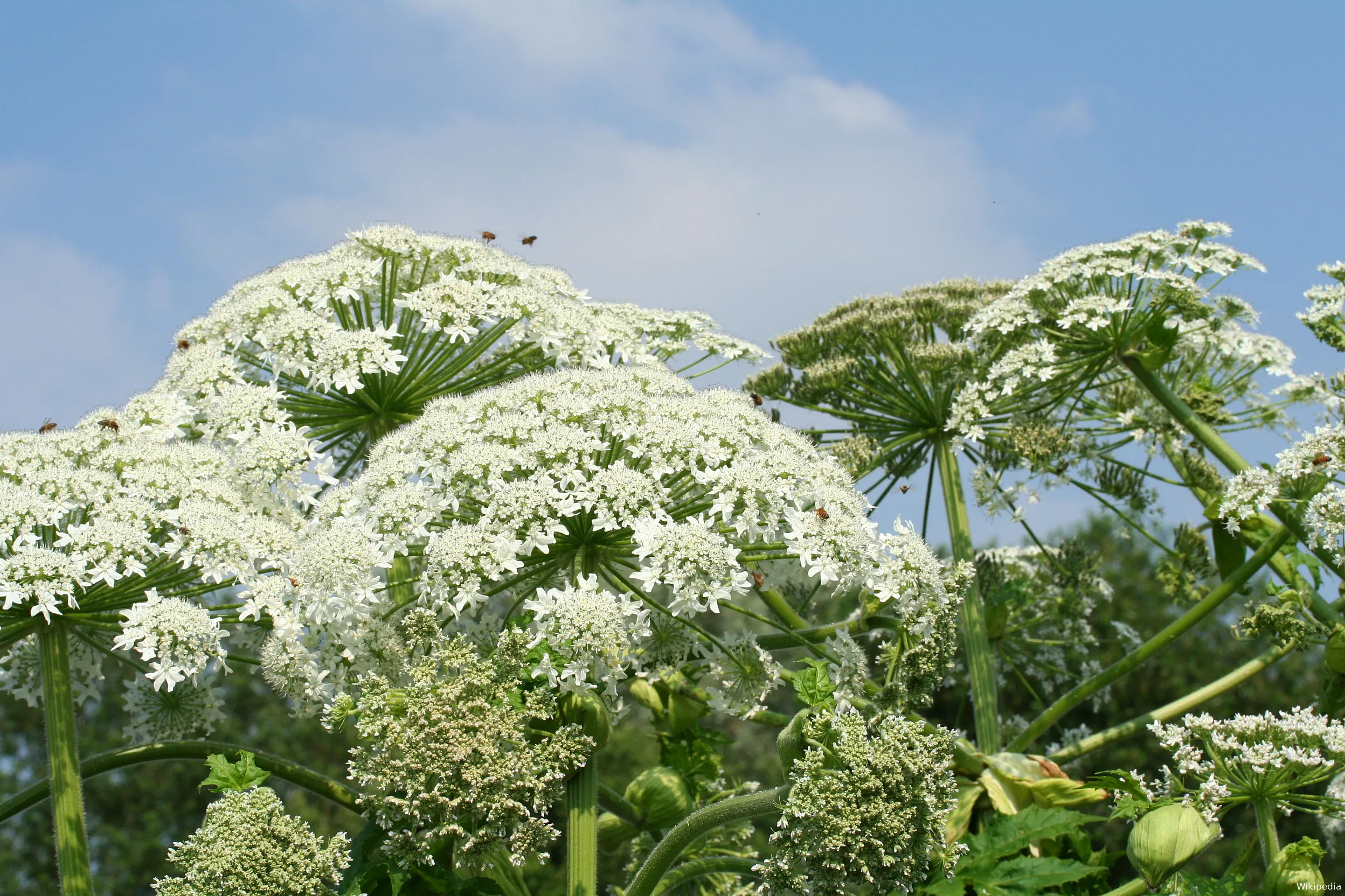 heracleum mantegazzianum meise jpg1b