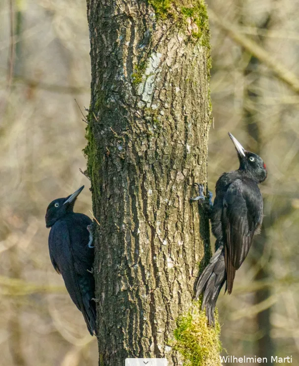 Wandeling over de Middel Akker: ontdek de natuurparel bij Giersbergen