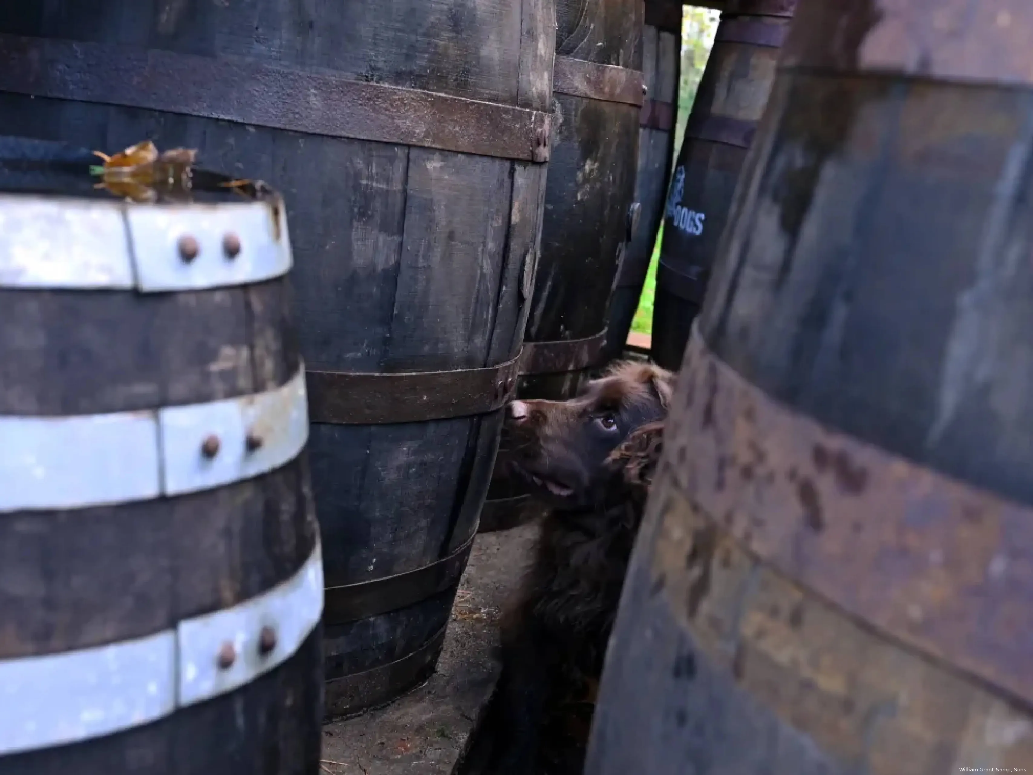 Rocco de cockerspaniel die whisky vaten inspecteert bij William Grant & Sons