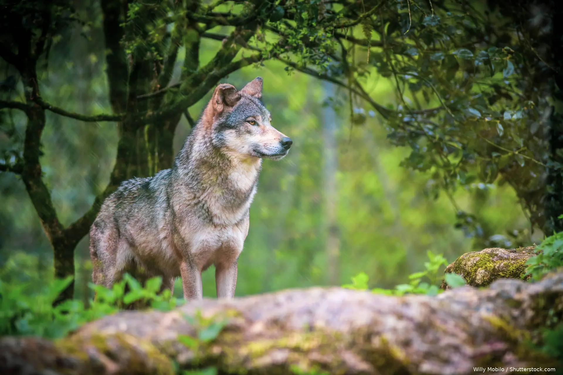 shutterstock_2615575457 (1)