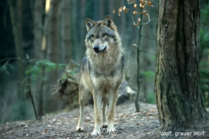wolven