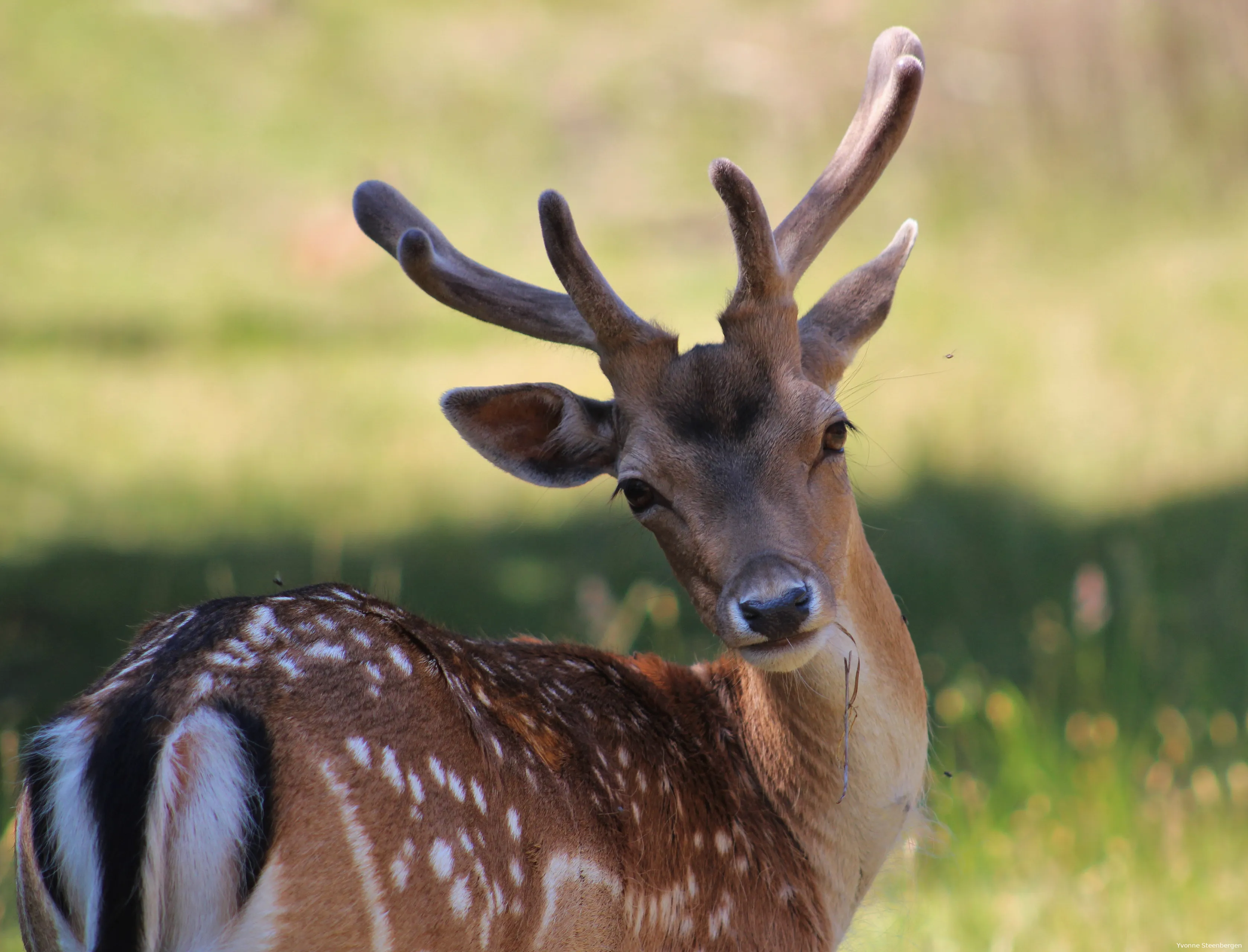 oh my deer 2 yvonne steenbergen