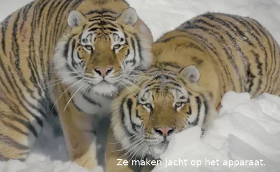 dronetijger