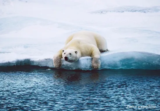 arcticvibe