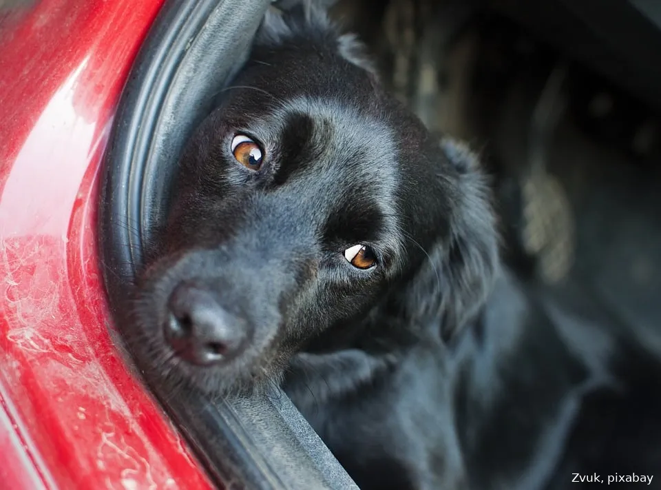 hond in auto zvuk pixabay