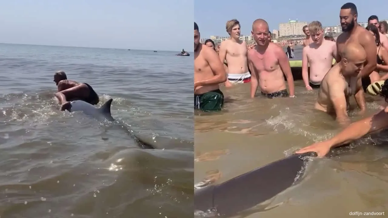 dolfijn zandvoort