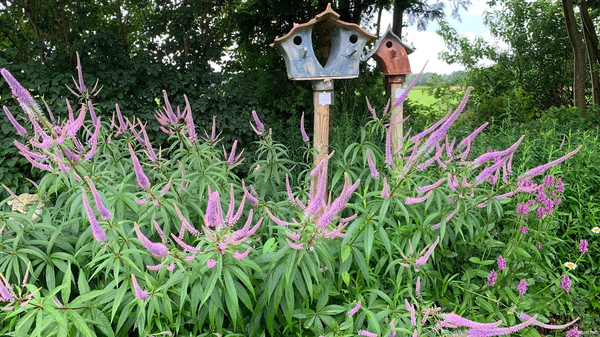 Tuinenreis Groei en Bloei Nijkerk/Hoevelaken