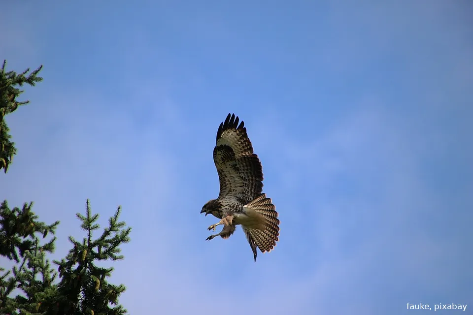 buizerd fauke pixabay