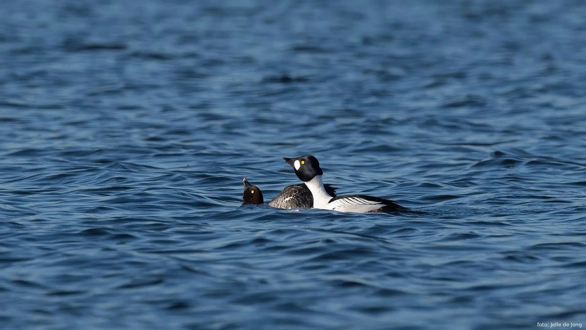 Vogelexcursie Wintergasten in polder Arkemheen