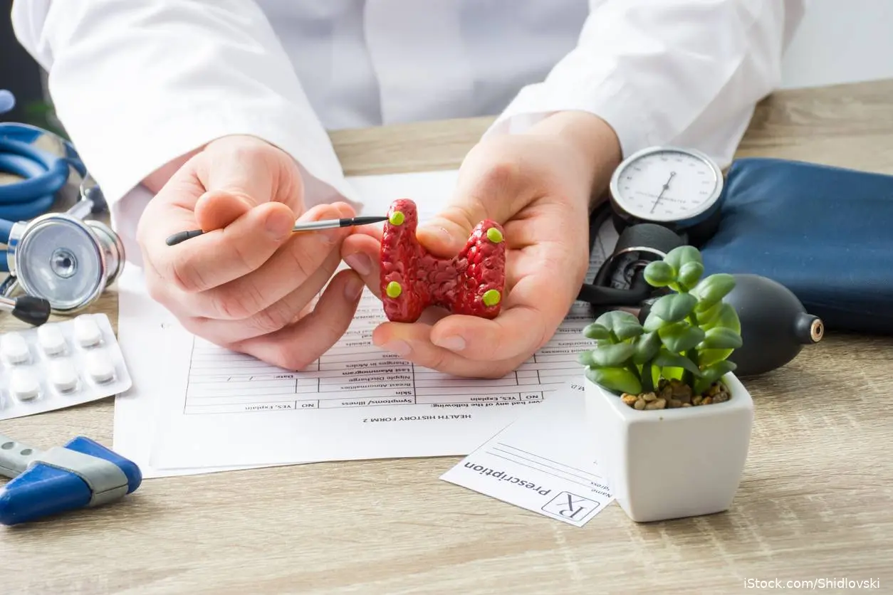 Physician shows a patient a model of thyroid with parathyroid glands