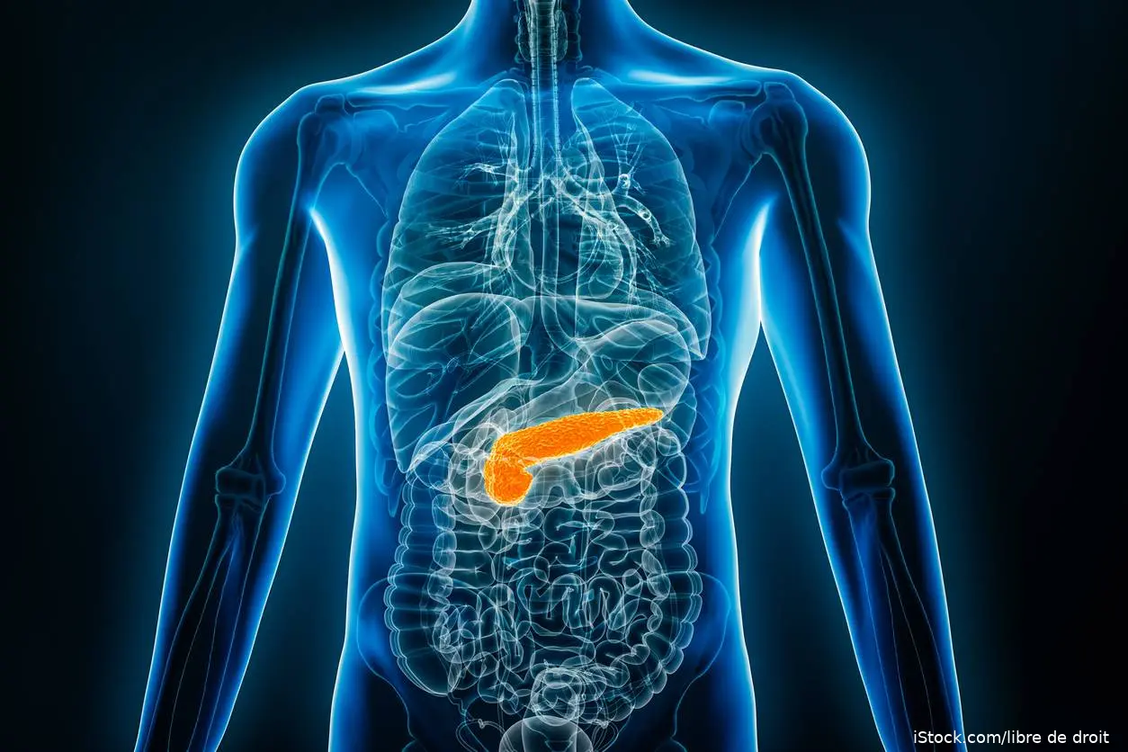 Pancreas