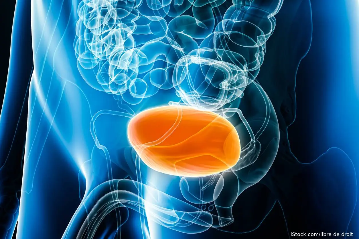 Bladder illusration (male) iStock-1458871475
