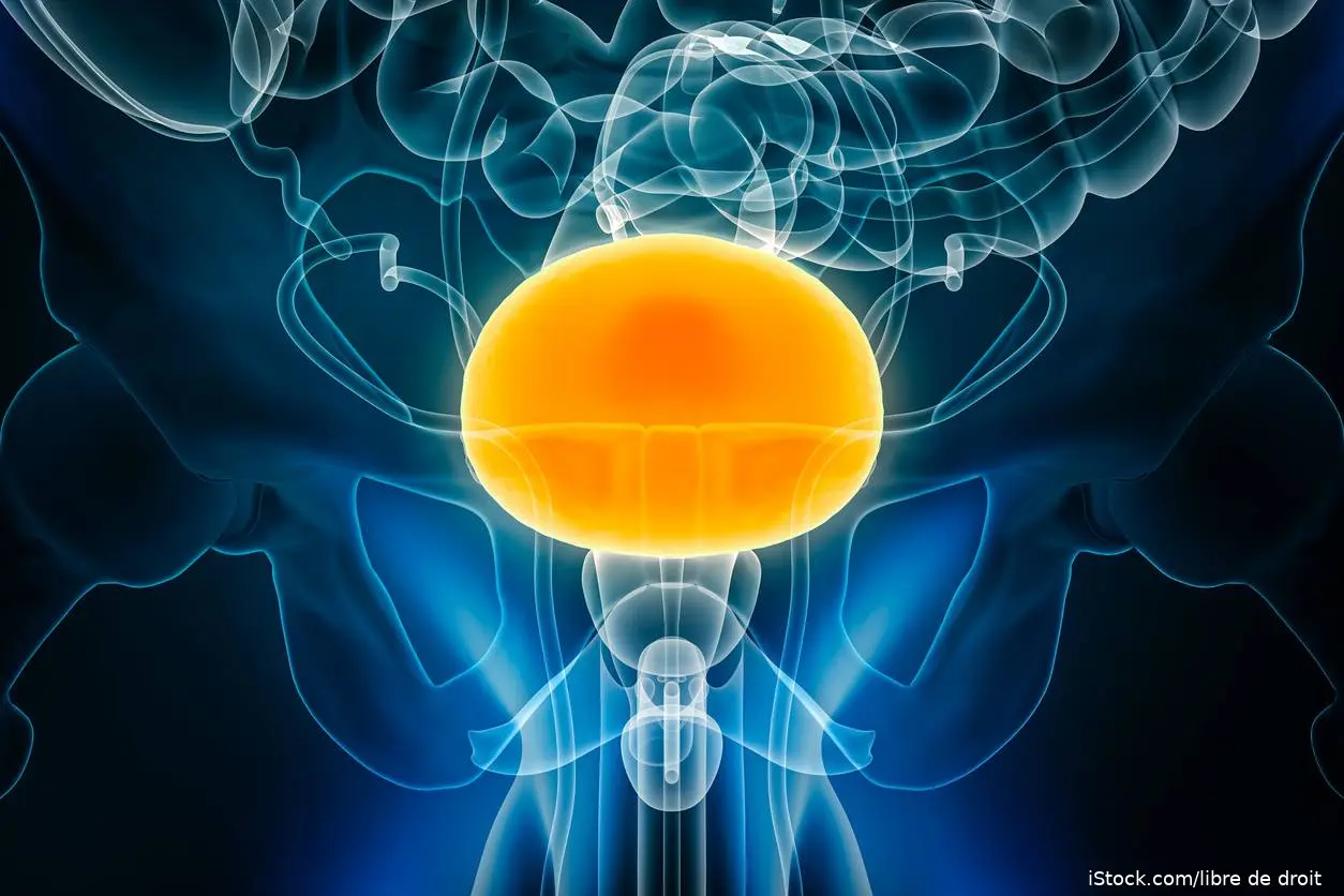 Bladder illustration iStock-2264003589