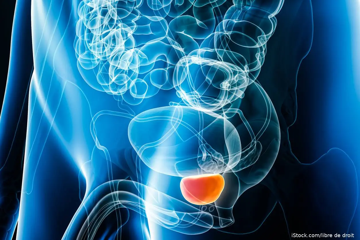 ilustratiojn of the prostate gland iStock-1458871436