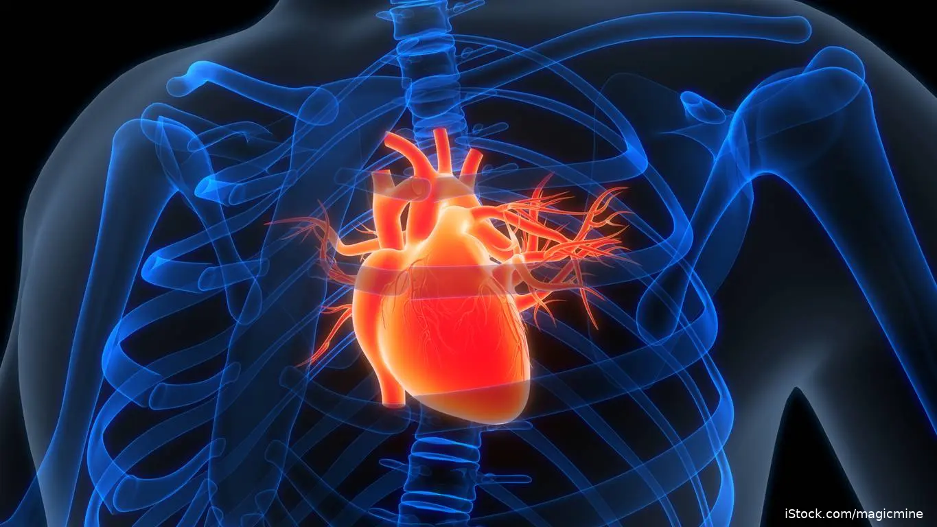 Human heart iStock-2236404702