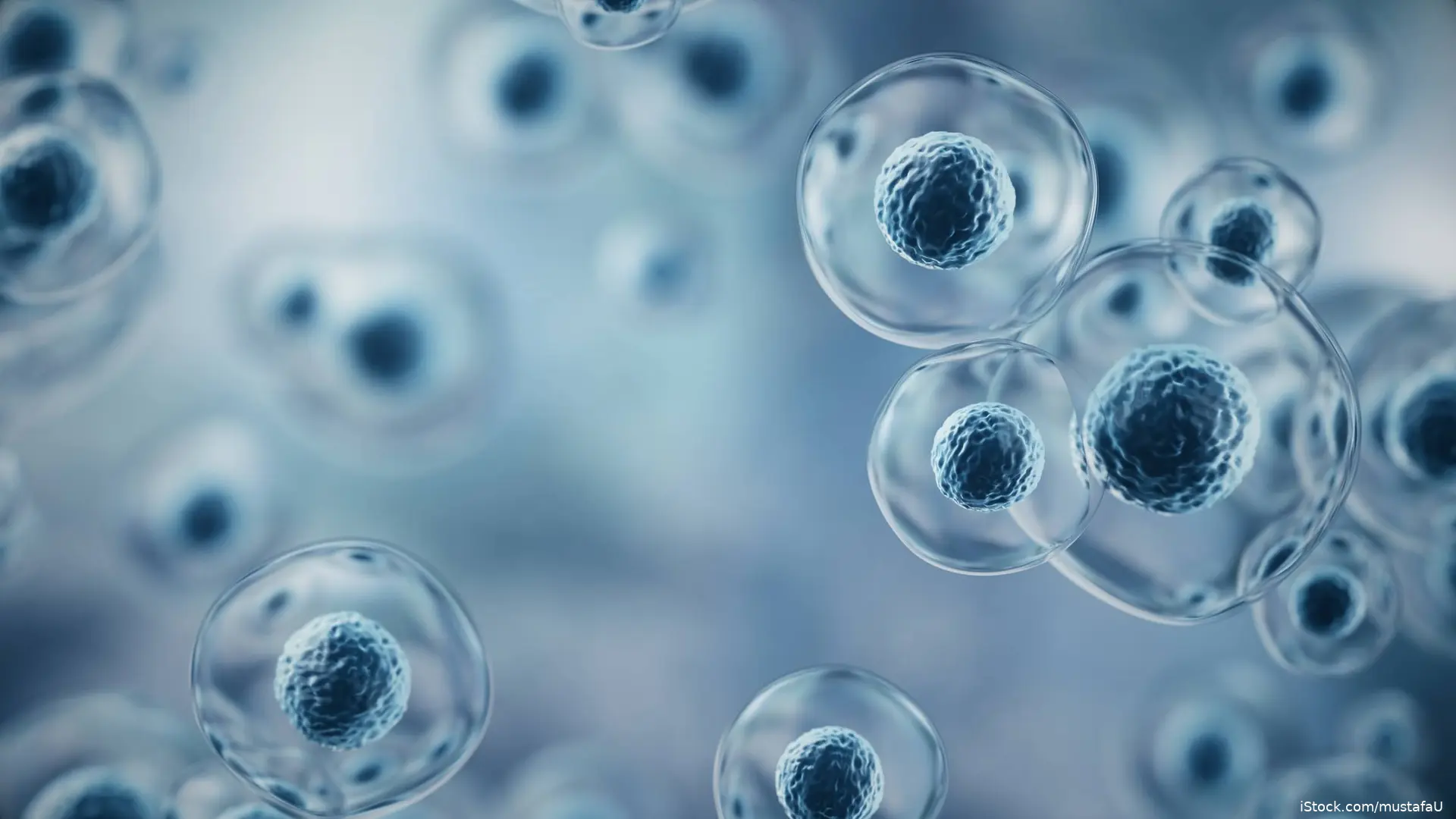 immune cells