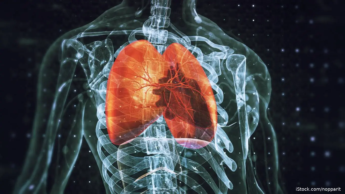 Illustration of heart and lungs